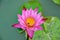 The lotus flower is hit by the bees coming to the pollen of the flower.