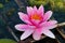 Lotus Flower indian water lily