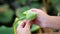 A lotus flower on its tuber being folded by a child`s little hands