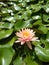 Lotus flower  in Lake ,Water ,nature ,trees , greenery