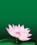 Lotus flower, large water lily