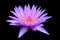 Lotus flower or lilly pink beautiful with clipping path isolated on black background and clipping path