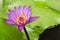 Lotus flower lilly purple on water. selective focus on blur background