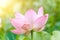 Lotus flower and Lotus flower plants