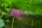 Lotus flower with multiple exposure effect