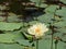 Lotus flower or Nelumbo nucifera