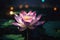 a lotus flower at night
