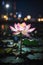 lotus flower at night