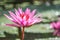 Lotus flower. pink. insect dragonfly