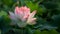 Lotus flower with pink-tipped petals stands prominently in front of large green leaves, with a soft-focus background enhancing its