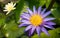 Lotus Flower Pollen pedal and leaf in water Pond