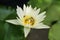 Lotus flower in pond, beautiful white waterlily.