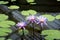 Lotus flower in pond. Purple lotus flower. Purple water lily in pond