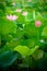 lotus flower in pond vertical composition