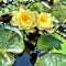 Lotus flower pondering - reflections