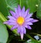 Lotus flower purpleflower