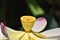 Lotus Flower Receptacle- A Closeup