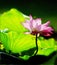 Lotus flower in summer morning