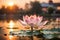 a lotus flower during sunset
