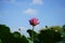 A lotus flower together with many buds growing towards sky in pond