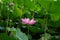 A lotus flower together with many buds growing up in pond