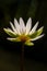 Lotus flower under sun light with bokeh in dark background, soft focussed