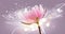 Lotus flower on violet background. Water lily flower design close up. Waterlily close-up. Blooming pink aquatic flower on pink