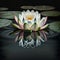 Lotus Flower or Water Lily Gently Floats on the Surface of the Water. Generative AI