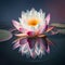 Lotus Flower or Water Lily Gently Floats on the Surface of the Water. Generative AI