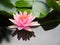 Lotus flower or water lily pink with green leaves. Beautifully blooming in the spa pool to decorate.