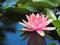 Lotus flower or water lily pink with green leaves. Beautifully blooming in the spa pool to decorate.