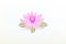 Lotus flower watercolor logo vector