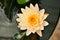 Lotus flower or waterlily