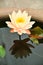 Lotus flower or waterlily