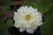 Lotus Flower or Waterlily.   Brachyceras Waterlily