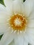 Lotus flower whiteflower beautiful