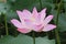 Lotus flower at Wun Chuen Sin Kwoon in Hong Kong