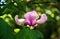 Lotus-flowered Magnolia flower closeup,