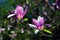 Lotus-flowered Magnolia flower closeup