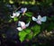 Lotus-flowered Magnolia flower closeup