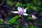 Lotus-flowered Magnolia flower closeup