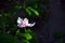 Lotus-flowered Magnolia flower closeup