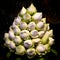 Lotus Flowers in Arrangement. Lots of closed white blooming lotus buds with dew drops in vase.