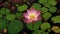 Lotus flowers bloom from black lake and lake