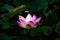 Lotus flowers bloom in the swamps