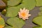 Lotus flowers blooming amid leaves in lilypad pond