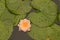 Lotus flowers blooming amid leaves in lilypad pond