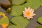 Lotus flowers blooming amid leaves in lilypad pond