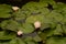 Lotus flowers blooming amid leaves in lilypad pond