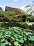 Lotus flowers blooming on the grounds of Miidera temple